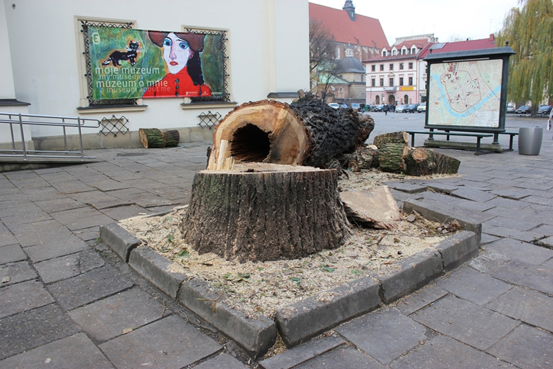 Ścięta topola zagrażająca mieszkańcom i turystom (fot. Olga Łuczyńska-Gawron)